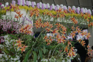 日本最大のランの祭典 「世界らん展 2019 -花と緑の祭典-」の概要と会場の様子を徹底レポート！ ＜前篇＞