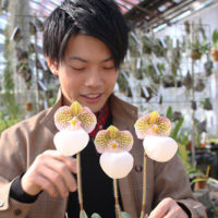 特徴的なバルブと花で話題の “タケノコ系” を学ぶ育てる -その1- | ORC 