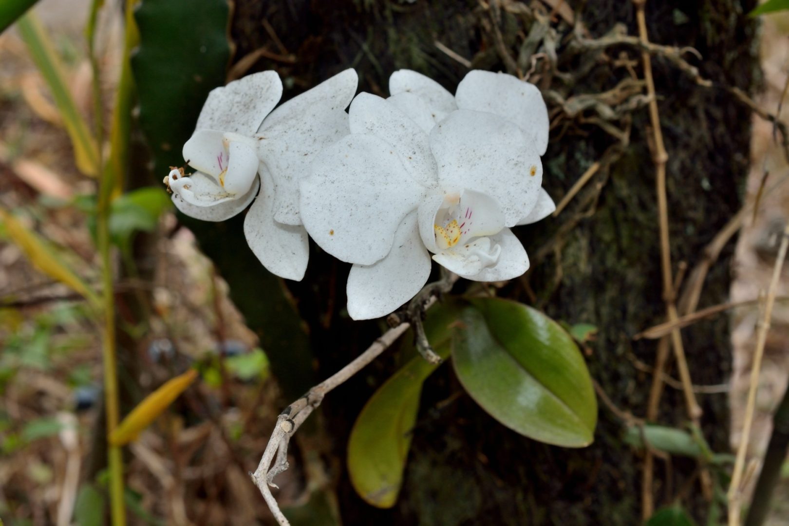 Phalaenopsis aphrodite