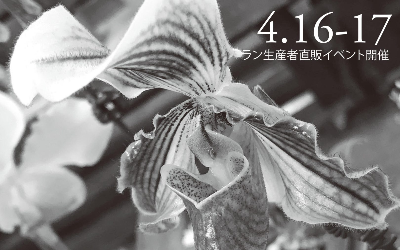 Orchid Festival　ラン直販イベント